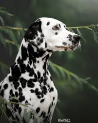 Image result for dalmatin