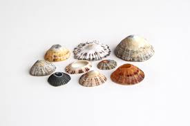 Limpets Mary Jo Hoffman Mary Jo Hoffman Limpet Mythical Sea Creatures