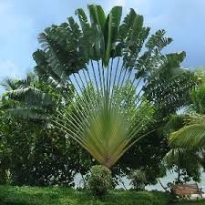 Travelers Palm Bird Of Paradise Photo South Florida Plant Guide Com Travelers Palm The Beautiful And Legendary Travelers Palm Is Actually N Jardim Verde Paisagismo Jardinagem Em Recipientes