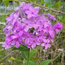Image result for Polemoniaceae