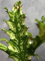 Image result for Euphorbia whyteana