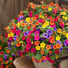Image result for calibrachoa million bells