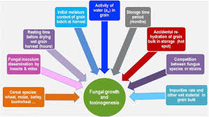 ´ monitor stored grain monthly for. Integrated Management Of The Risks Of Stored Grain Spoilage By Seedborne Fungi And Contamination By Storage Mould Mycotoxins An Update Sciencedirect