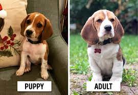 On the contrary, it's for doggies that stay practically the same size throughout their lives, so you can lovingly put them in your lap or hold them. 15 Dog Breeds That Look Like Puppies Forever