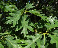 Image result for white oak leaf