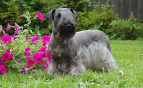 Image result for ČESKÝ TERIÉR