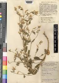 Image result for Aerva leucura