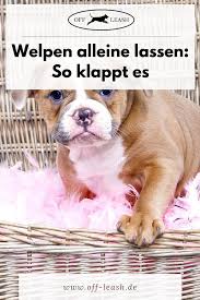 Hunde bis zum alter von vier monaten sollten nie länger als zwei stunden allein bleiben. Pin Auf Hundehaltung Informationen
