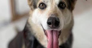 A two tail story ... -