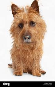 Scottish terrier dog hi-res stock photography and images