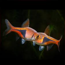 Image result for Heteromorpha