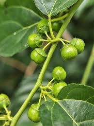 Image result for Colubrina asiatica