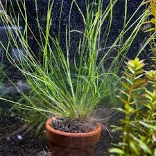 Image result for Eriocaulon schimperi