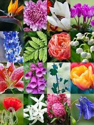 5 Trendy Houseplants That Are Toxic To Cats Lily Flower Flowers Toxic Plants For Cats