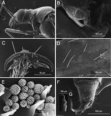 Residents in lawrenceville, georgia turn to arrow exterminators for professional pest control. Revision Of The Nearctic Genus Coquillettia Uhler With A Transfer To The Tribe Phylini The Description Of 14 New Species A New Synonymy And The Description Of Two New Nearctic Genera Leutiola