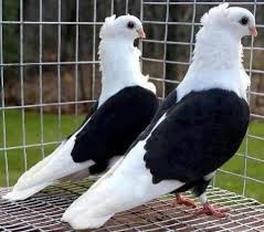 Black And White Pigeon Pictures Pin On Birds Are Beautiful