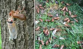 Delaware, georgia, illinois, indiana, kentucky, maryland the swarms of these insects can be quite dense, reaching up to 1.5 million per acre. Plague Warning Brood X Locust Swarm To Hit Us In Once Every 17 Years Event World News Express Co Uk