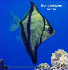 انواع سمك الزينة مونوداكتيلس monodactylus قوائم الاسماك قوائم انواع الاسماك معلومان عامه معلوماتية discus fish fish discus