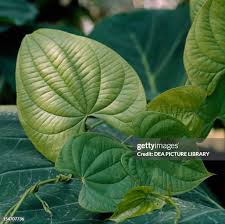 Image result for Dioscoreaceae