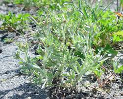 Image result for Gnaphalium