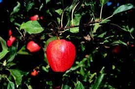 Homemade Organic Pesticide For Fruit Trees