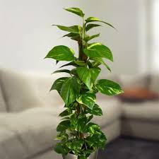 Devil's ivy plant care & watering guide. 19 Best Houseplants You Can Grow Without Care Ornamental Plants Plants Ivy Plant Indoor
