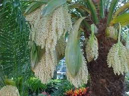 They are very heavy so make sure they fall away from you. Pygmy Date Palms Lovetoknow