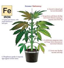 Do You Have Iron Deficiency In Your Cannabis Plants