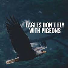 Birds That Dont Fly Eagles Don T Fly With Pigeons Warrior Quotes Study Motivation Quotes Eagles Quotes