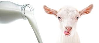 The benefits of goat milk & a goat cheese recipe. Additional Formula Answers Pet Food