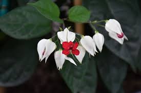 Image result for Clerodendrum