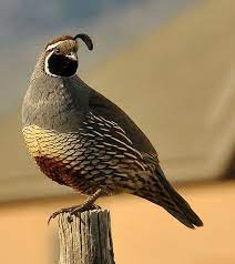 400 Quail Ideas Quail Beautiful Birds Pet Birds