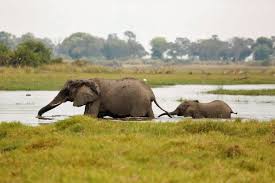 A Baby Elephant Crossing The River At Mombo Elephants Make Up One Element Of Africa S Big 5 Which Also Includes The Li Nature Animals Animals Baby Elephant