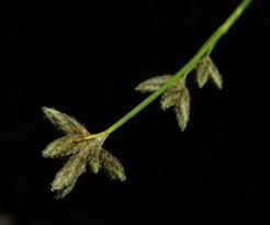 Image result for Fuirena pachyrrhiza