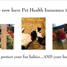 Exotic bird insurance, horse insurance and cat and dog insurance at competitive prices from worldwide insure. Top 10 Best Pet Insurance In Cambridge Ma Last Updated July 2021 Yelp