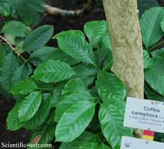 Image result for Coffea canephora