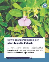 Image result for Afrohybanthus