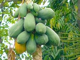Keep your fruit trees productive, healthy and looking good with a regular pruning routine. Fruits Of Malaysia