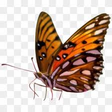 Samsung's butterfly previously resembled a monarch. Butterfly Png Sitting On Flower Butterflies Transparent Background Png Clipart 55851 Pikpng