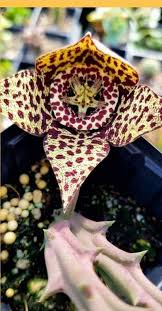 Image result for Orbea knobelii