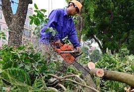 Dịch vụ cắt tỉa cây xanh | Dịch vụ chặt cây
