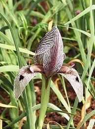 Amazon Com Beautiful Iris Bulbs Star Of Wonder Dutch Iris Flowers Bulbs Garden Plants Multiply Rapidly Iris Iris Flowers Garden Bulbs Most Beautiful Flowers
