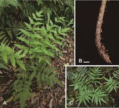 Image result for Pteris preussii