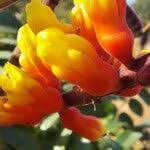 Image result for Moullava