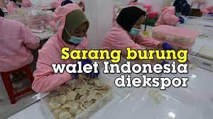 Each time you start the w. Sarang Burung Walet Di Indonesia Bisa Cegah Virus Corona Tribun Medan