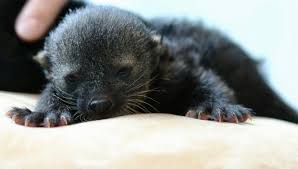 Little old ginterbong is the thirteenth episode of season 3 of the lion guard. Binturong Zooborns