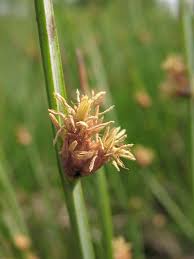 Image result for Schoenoplectus sp.no.3