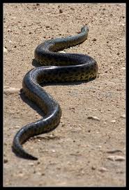 Yellow Anaconda Eunectes Notaeus Pantanal Brazil Reptiles And Amphibians Cute Snake Amphibians