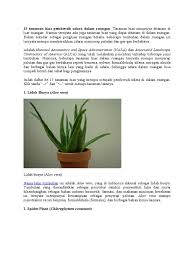 Hal itu tidak mengherankan karena posturnya yang bisa mencapai 15 meter saat dewasa. 15 Tanaman Hias Pembersih Udara Dalam Ruangan