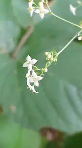 Image result for Galium stenophyllum